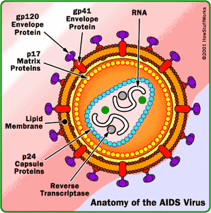 labeled hiv model